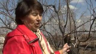 Зеленый сад фильм № 203 "Обрезка сливы. Прививка яблони" от 23.04.2016г. г.Хабаровск (zeleniisad.ru) Зеленый сад фильм № 203 "Обрезка сливы. Прививка яблони" от 23.04.2016г. г.Хабаровск (zeleniisad.ru)