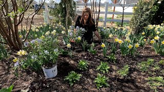 Planting Amsonia, Hydrangeas, Gingko \& Baptisia + Aerating the Lawn! 🌿🌿🌿 \/\/ Garden Answer