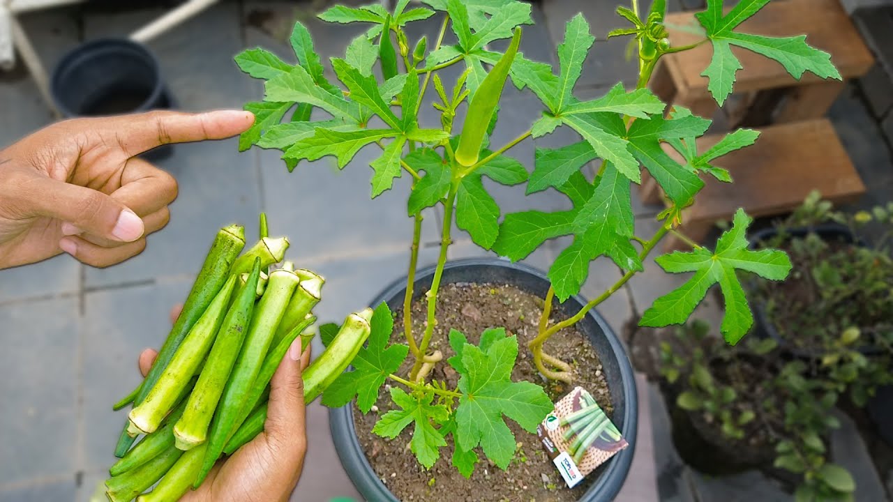 Como plantar Quiabo em vaso RESULTADO RAPIDO