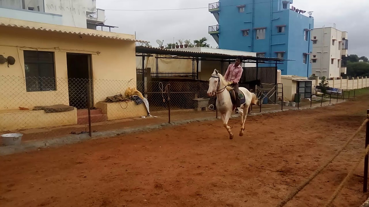 Horse riding bangalore YouTube