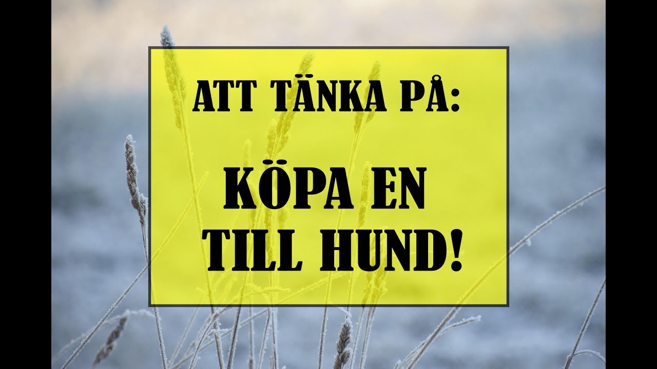 Att tänka på innan man köper en till hund