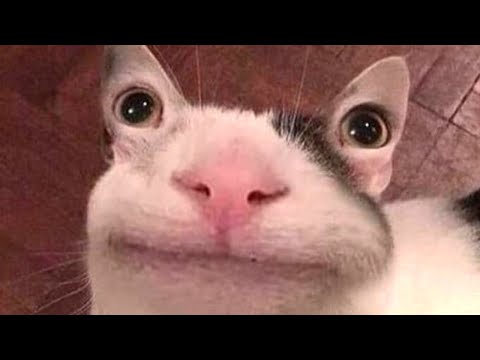 clean memes that
