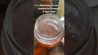 Day 5 of our kombucha ferment. Watch the full livestream on my channel to see how this bb was made👀