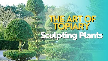 The Art of Topiary: Sculpting Plants into Whimsical Shapes