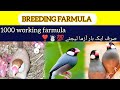 Java sparrow breeding formula | Java bird breeding formula | Java Sparrow all solution | Java finch
