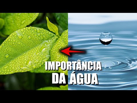 QUAL A IMPORTÂNCIA DA ÁGUA PARA AS PLANTAS?