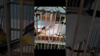 Tembakan Rapet Brng Kutilang