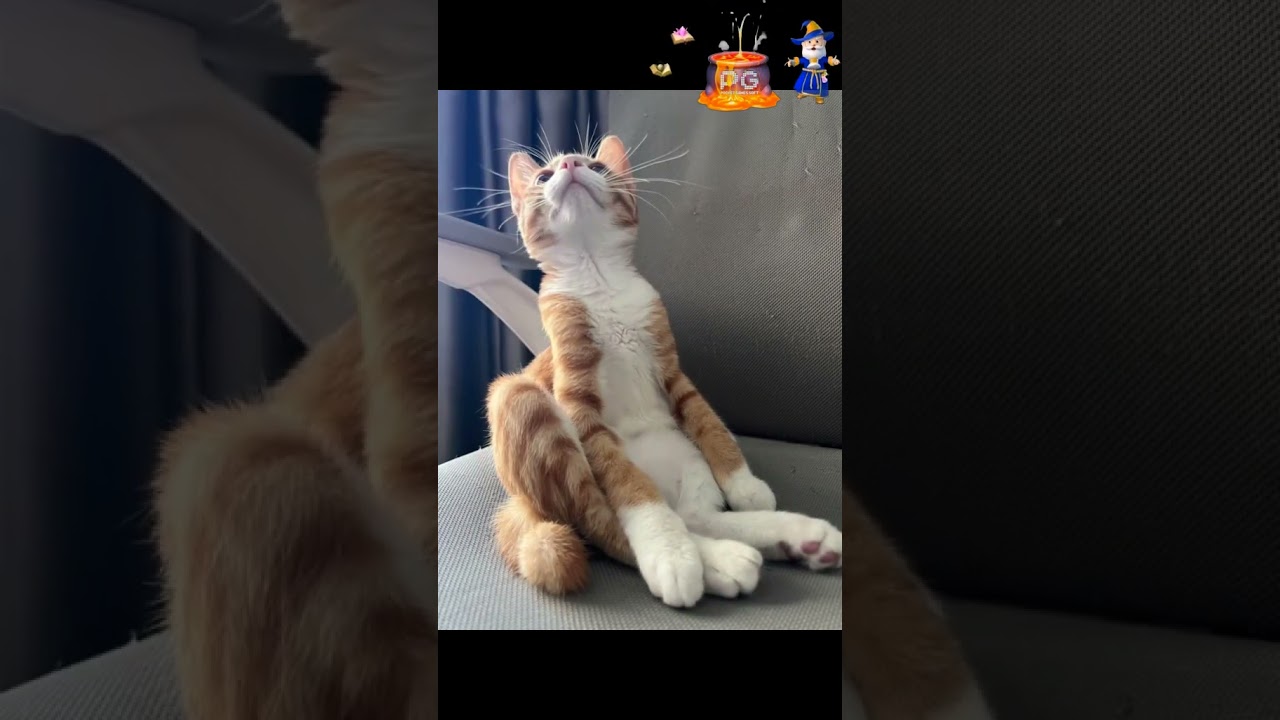 casino night outfit 🐱🐱 Conmèo Dễthương Thúcưng Phổbiến Xuhướng PG pgsoft ViệtNam Việtnamvideo fyp