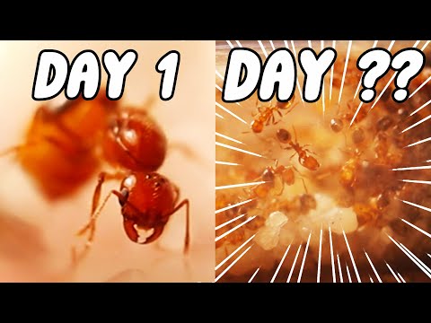 I Kept Fire Ants For 100 Days (MEMBERSHIP EARLY ACCESS)