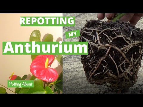 Video: When and how to transplant anthurium at home?
