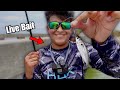 This is What We Catch Using LIVE Bait Fish Around a BRIDGE!!
