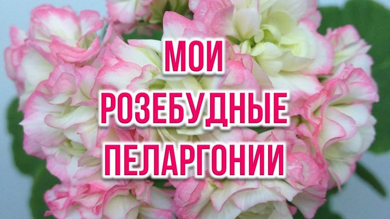 Мои розебудные пеларгонии. Выпуск от 17.02.22