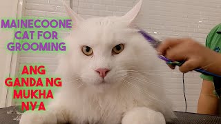 The beauty of a white #Mainecoon cat|Ang ganda ng mukha at mata nya|#MainecoonCat by Groomers Archive 5,431 views 3 years ago 12 minutes, 8 seconds