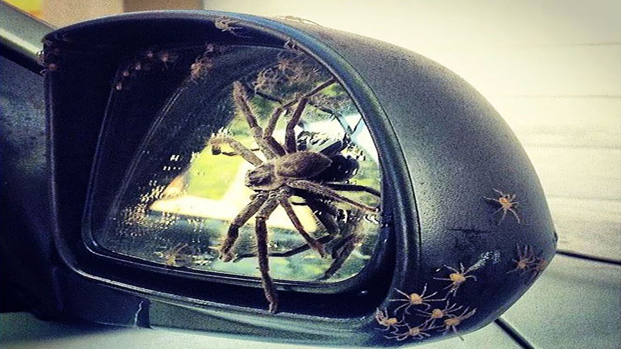 What It's Like Fixing Cars Infested With The World's Biggest Spiders - The  Autopian