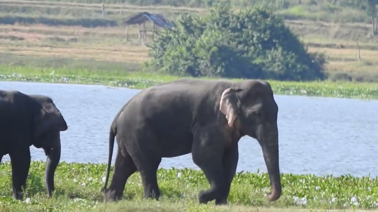 Wild Elephants family 