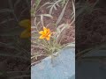 هرمزگان گلهای زیبا گالزانیا میوه  روستا کوه   افغانستان 