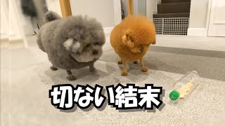 トイプードルの兄弟→知育玩具を与えてみたら…… まさかの結末に飼い主