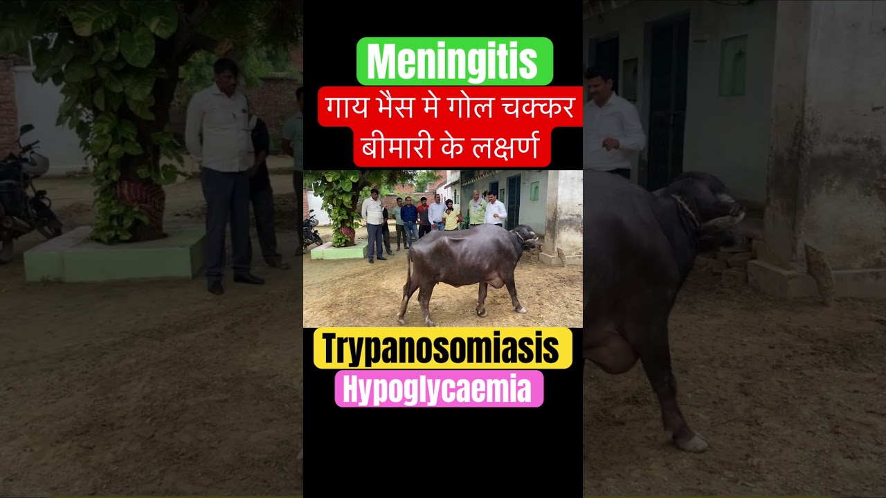 Hypoglycaemia l Trypanosomiasis l dr Umar Khan