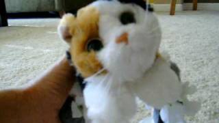 Birthday Gift From Joe Hutto