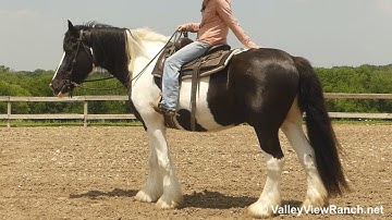 Killian(Gypsy X) - walk, trot, lope, stops! - ValleyViewRanch.net
