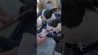 Boston terrier Pinky and Bluey celebrating their 5 month birthday in Kill Devil Hills OBX.