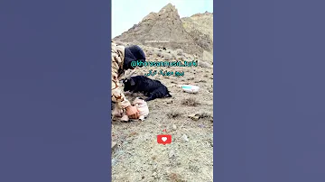 آهنگ ترکی خراسانی معصومه سلطان از هادی پنجی 