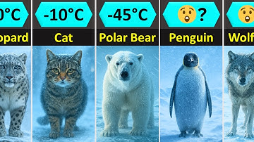 Vergelijking van de weerstand van dieren tegen koude | Wie overleeft de koudste temperaturen op a...