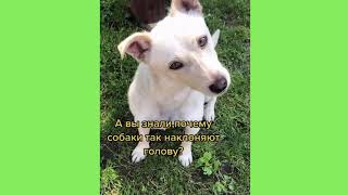 Собаки 2021 Забавные собаки Прикольные собаки! Dogs 2021 Funny dogs Funny dogs!