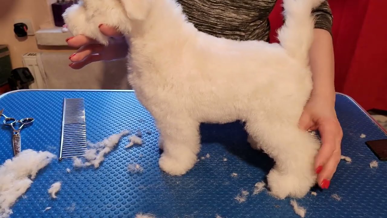 Груминг щенка MIMI 12 недель 