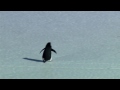 nihilist, depressed  penguin - werner herzog