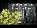 Discover the stunning beauty of acer palmatum phantom flame japanerse maple