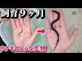ウナギみたいな生き物育てて９ヶ月でこんなに…