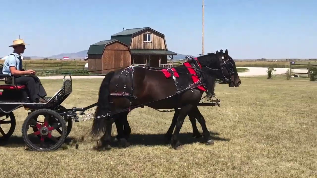 Hip 44 & 44X Molly & Dolly sell Aug 27th at Montana Horse Progress