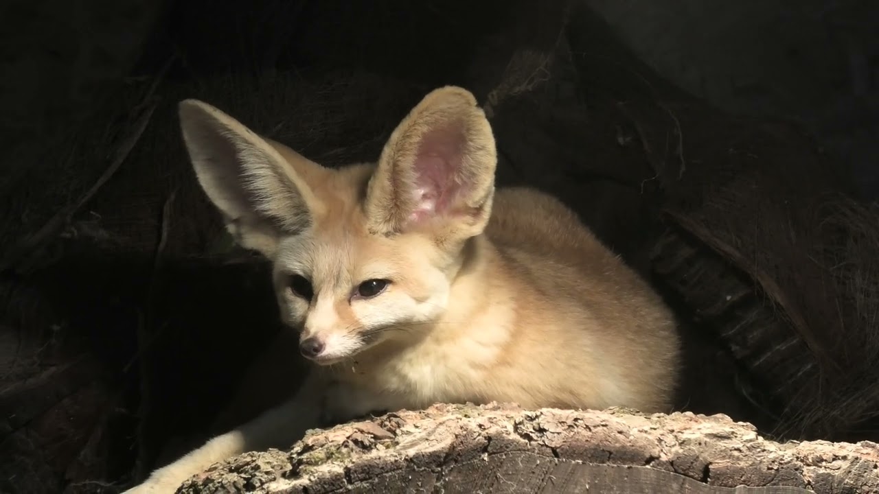 Fennec Fox, Axe Valley Wildlife Park (28th August 2022)