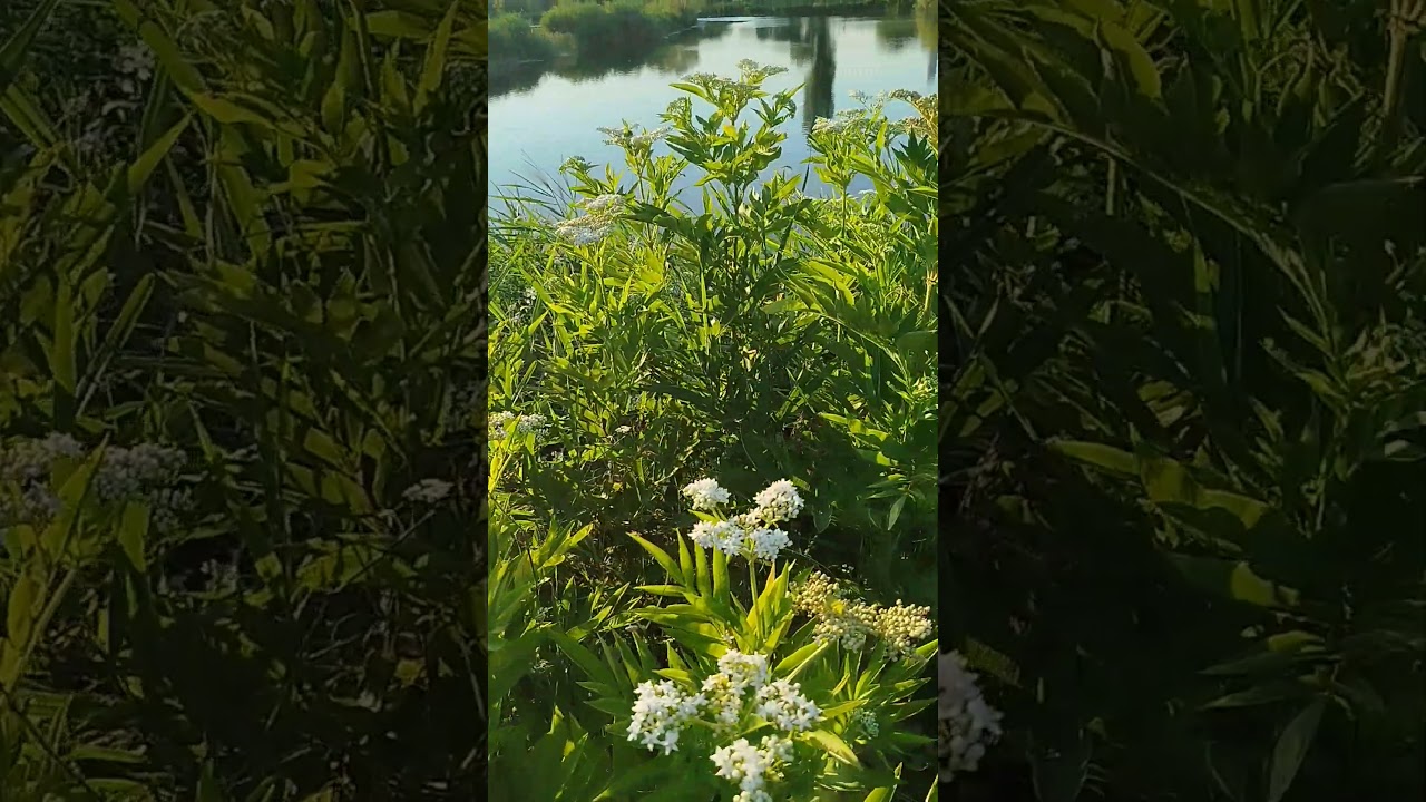 На берегу озера