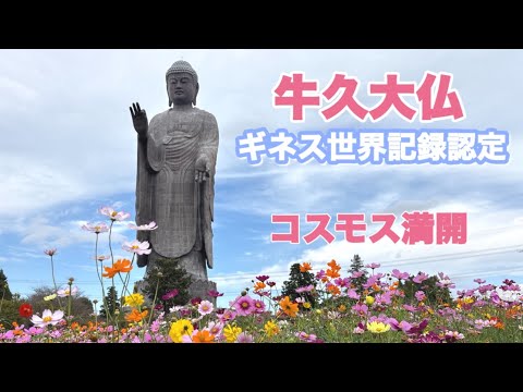 満開のコスモスと大仏様の共演2025.10.23.Cosmos in full bloom and Ushiku Daibutsu"Tallest Buddha"