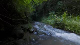 River Sounds for Sleeping | 12 Hours Rich Water Soundscape for Better Sleep [No Talking]