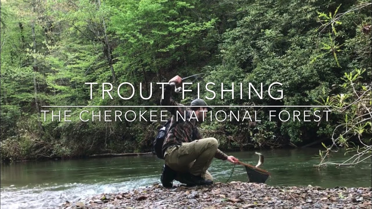 Trout Fishing Cherokee National Forest YouTube