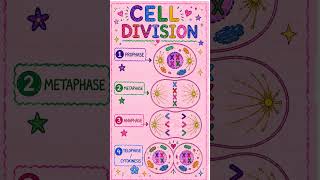 cell division #biology #science #facts #neet