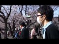 靖国神社　桜　お花見