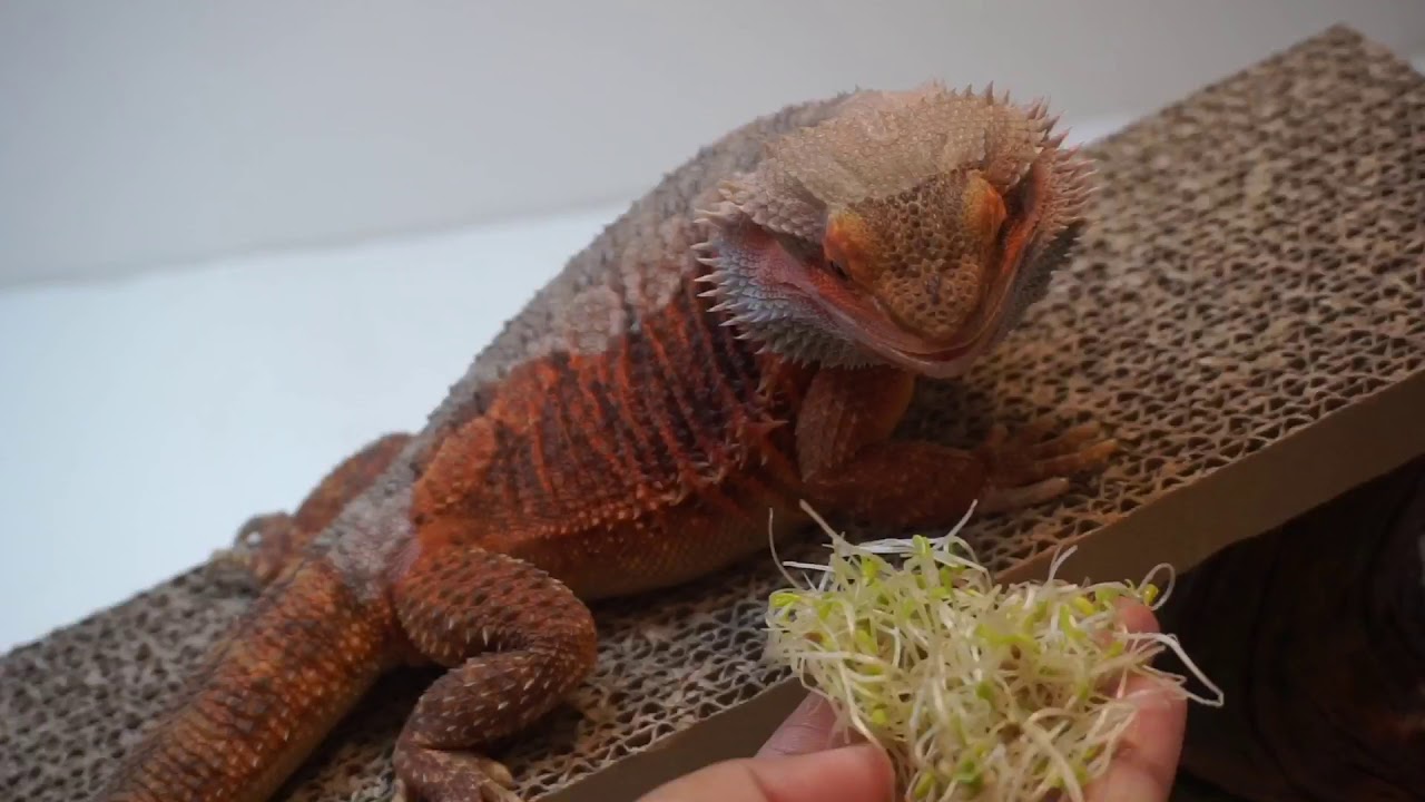 Bearded dragon eating vegetables // bearded dragon feeding YouTube