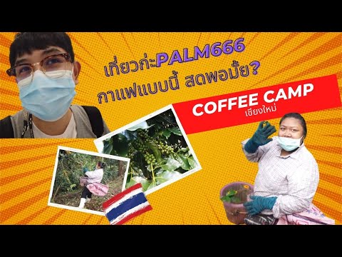 Palm666 - Coffee Camp บุกป่า เก็บเมล็ดกาแฟ ไหนใครว่ากาแฟไม่สด  เชียงใหม่ที่คิดถึง