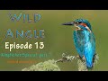 Wild Angle Episode 13 by @wildmanrouse