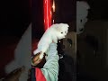 long hair Pomeranian male baby available mahakal pet shop pandharpur &amp; pune, 9529626115