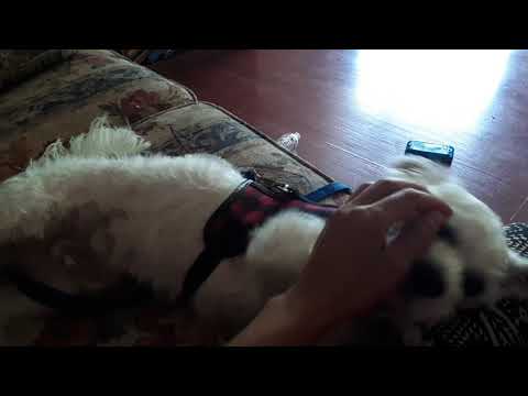 My dog wants me to scratch him.😚🐶