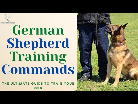 Video: Đào tạo Schutzhund cho người chăn cừu Đức