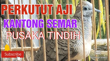 PERKUTUT AJI KATURANGGAN KANTONG SEMAR