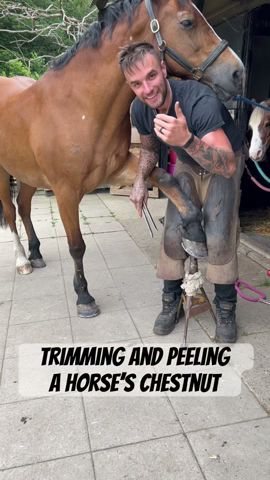 Trimming and peeling a horses Chestnut #farrier #horse #oddlysatisfying #asmr #animal