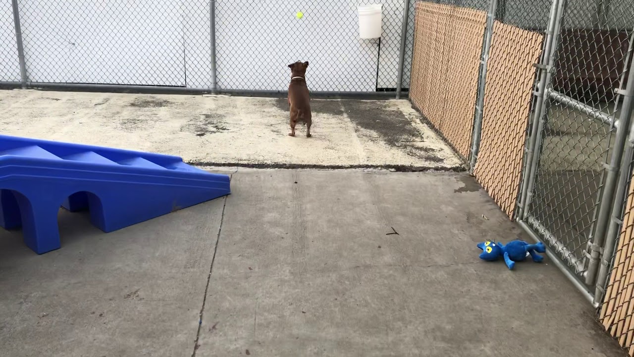 camera iphone 8 plus apk Sosa 40734 | Fetching is life! ⚾️ | NYCACC