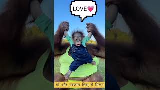 oringitan take care of their baby like humans how oringitan are humans cute monkey birthday #short